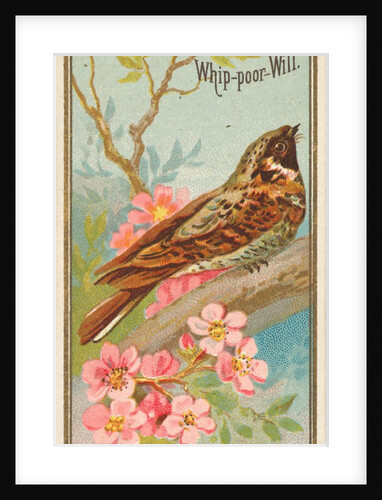 Whip-poor-Will, from the Birds of America series for Allen & Ginter Cigarettes Brands, 1888 by Allen & Ginter