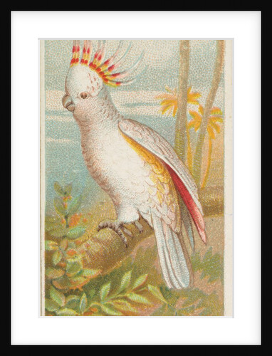 Tri-colored Cockatoo, from the Birds of the Tropics series for Allen & Ginter Cigaret…, 1889 by Allen & Ginter