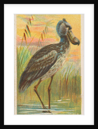 Shoe-Bill, from the Birds of the Tropics series for Allen & Ginter Cigarettes Brands, 1889 by Allen & Ginter