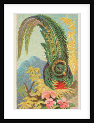 Quetzal, from the Birds of the Tropics series for Allen & Ginter Cigarettes Brands, 1889 by Allen & Ginter