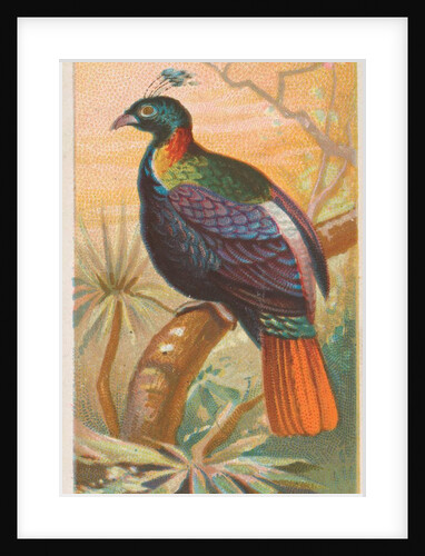 The Impeyan Pheasant, from the Birds of the Tropics series for Allen & Ginter Cigaret…, 1889 by Allen & Ginter