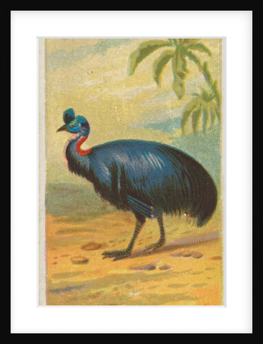 Cassowary, from the Birds of the Tropics series for Allen & Ginter Cigarettes Brands, 1889 by Allen & Ginter