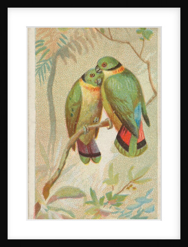Swindern's Love-Bird, from the Birds of the Tropics series for Allen & Ginter Cigaret…, 1889 by Allen & Ginter