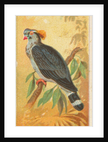 Top Knot Pigeon, from the Birds of the Tropics series for Allen & Ginter Cigarettes B…, 1889 by Allen & Ginter