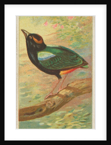 Rainbow Pitta, from the Birds of the Tropics series for Allen & Ginter Cigarettes Bra…, 1889 by Allen & Ginter