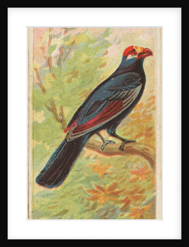 Violaceous, from the Birds of the Tropics series for Allen & Ginter Cigarettes Brands, 1889 by Allen & Ginter