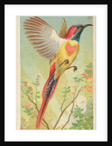Fiery-Tailed Sun Bird, from the Birds of the Tropics series for Allen & Ginter Cigare…, 1889 by Allen & Ginter