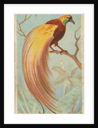Great Bird of Paradise, from the Birds of the Tropics series for Allen & Ginter Cigar…, 1889 by Allen & Ginter