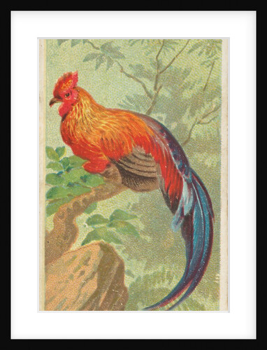 Jungle Fowl, from the Birds of the Tropics series for Allen & Ginter Cigarettes Brands, 1889 by Allen & Ginter