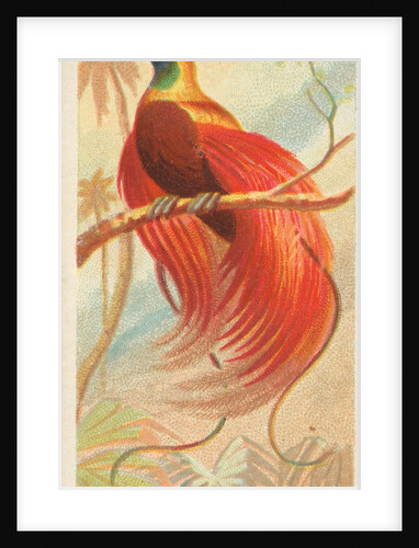 Red Bird of Paradise, from the Birds of the Tropics series for Allen & Ginter Cigaret…, 1889 by Allen & Ginter
