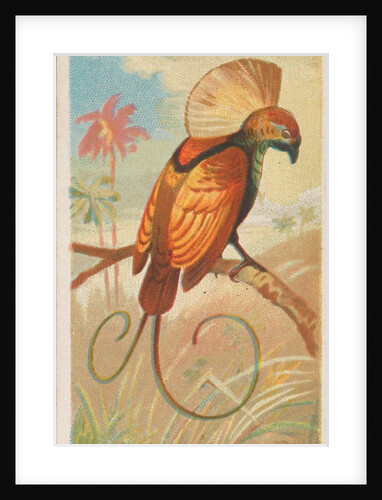 Magnificent Bird of Paradise, from the Birds of the Tropics series for Allen & Ginter…, 1889 by Allen & Ginter