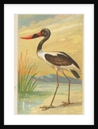 Saddle-Billed Stork, from the Birds of the Tropics series for Allen & Ginter Cigarett…, 1889 by Allen & Ginter