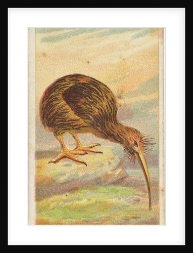 Apteryx, from the Birds of the Tropics series for Allen & Ginter Cigarettes Brands, 1889 by Allen & Ginter