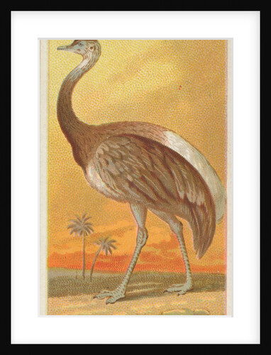 Rhea, from the Birds of the Tropics series for Allen & Ginter Cigarettes Brands, 1889 by Allen & Ginter