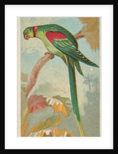 Alexandrine Ring Parakeet, from the Birds of the Tropics series for Allen & Ginter Ci…, 1889 by Allen & Ginter