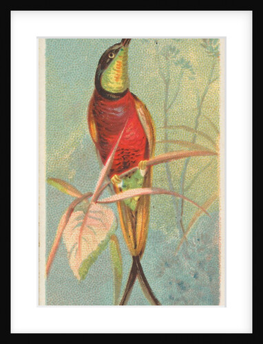 Crimson Topaz, from the Birds of the Tropics series for Allen & Ginter Cigarettes Bra…, 1889 by Allen & Ginter