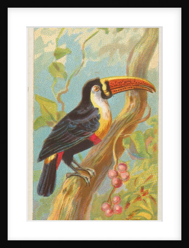 Toco Toucan, from the Birds of the Tropics series for Allen & Ginter Cigarettes Brands, 1889 by Allen & Ginter