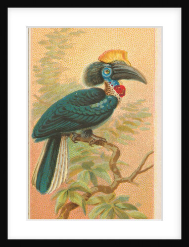 Yellow-Casque Black Hornbill, from the Birds of the Tropics series for Allen & Ginter…, 1889 by Allen & Ginter