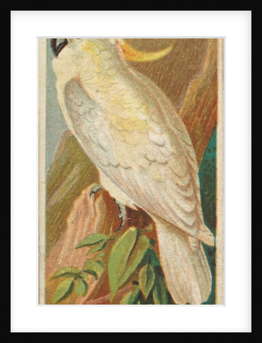 Yellow-Crested Cockatoo, from the Birds of the Tropics series for Allen & Ginter Ciga…, 1889 by Allen & Ginter
