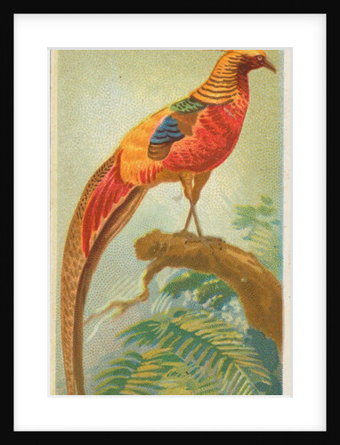 Black-Throated Golden Pheasant, from the Birds of the Tropics series for Allen & Gint…, 1889 by Allen & Ginter