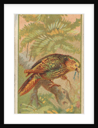 Owl Parrot, from the Birds of the Tropics series for Allen & Ginter Cigarettes Brands, 1889 by Allen & Ginter