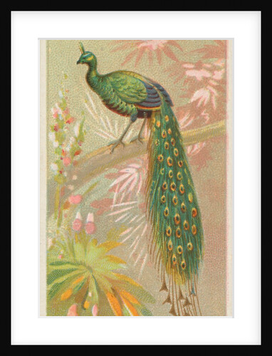 Java Peacock, from the Birds of the Tropics series for Allen & Ginter Cigarettes Brands, 1889 by Allen & Ginter