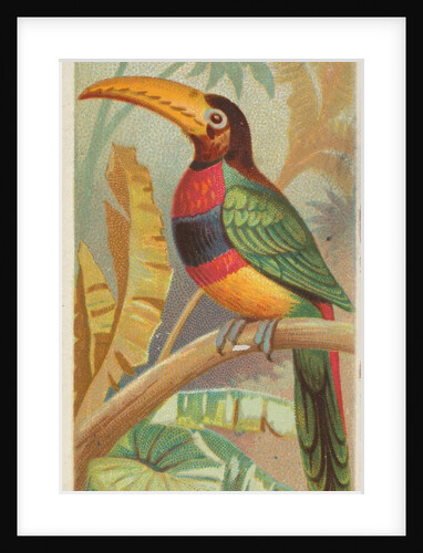 The Banded Aracari Toucan, from the Birds of the Tropics series for Allen & Ginter Ci…, 1889 by Allen & Ginter