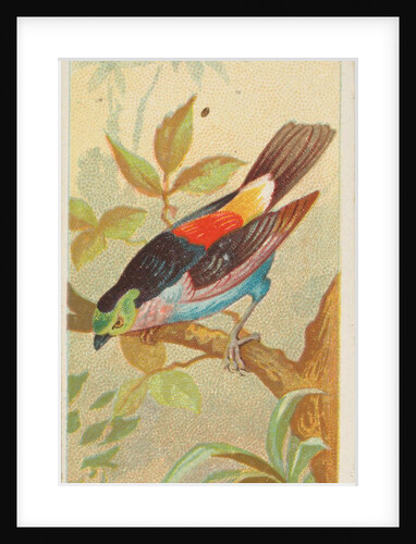 Paradise Tanager, from the Birds of the Tropics series for Allen & Ginter Cigarettes …, 1889 by Allen & Ginter