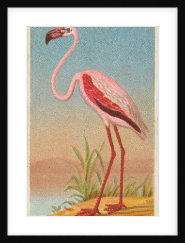 African Flamingo, from the Birds of the Tropics series for Allen & Ginter Cigarettes …, 1889 by Allen & Ginter