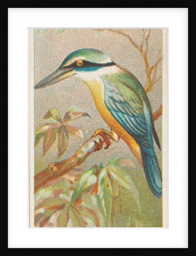 Sacred Kingfisher, from the Birds of the Tropics series for Allen & Ginter Cigarettes…, 1889 by Allen & Ginter