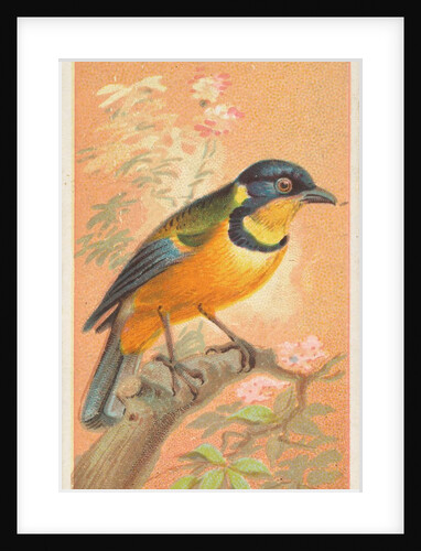 Torquata, from the Birds of the Tropics series for Allen & Ginter Cigarettes Brands, 1889 by Allen & Ginter