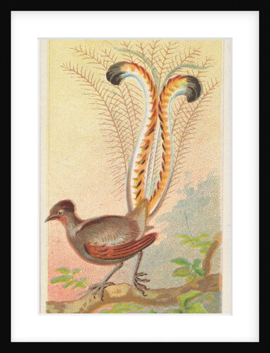 Lyre Bird, from the Birds of the Tropics series for Allen & Ginter Cigarettes Brands, 1889 by Allen & Ginter