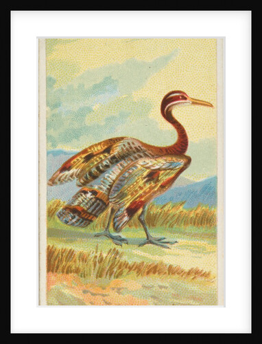 Sun Bittern, from the Birds of the Tropics series for Allen & Ginter Cigarettes Brands, 1889 by Allen & Ginter