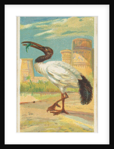 Sacred Ibis, from the Birds of the Tropics series for Allen & Ginter Cigarettes Brands, 1889 by Allen & Ginter