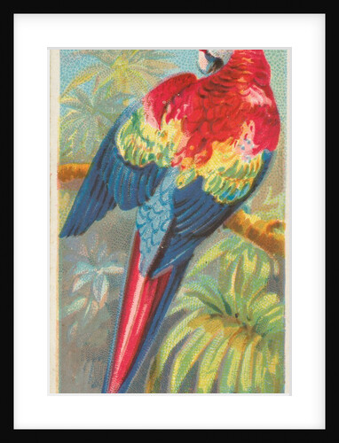 Red and Blue Macaw, from the Birds of the Tropics series for Allen & Ginter Cigarette…, 1889 by Allen & Ginter