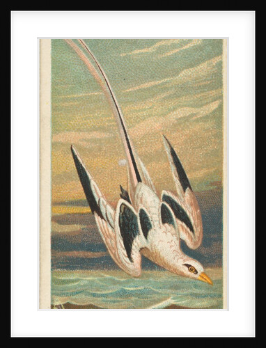The Tropic Bird, from the Birds of the Tropics series for Allen & Ginter Cigarettes B…, 1889 by Allen & Ginter