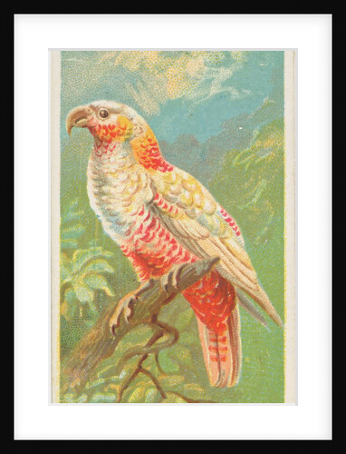 New Zealand Parrot, from the Birds of the Tropics series for Allen & Ginter Cigarette…, 1889 by Allen & Ginter