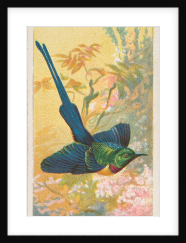 Yellow-Breasted Sun Bird, from the Birds of the Tropics series for Allen & Ginter Cig…, 1889 by Allen & Ginter