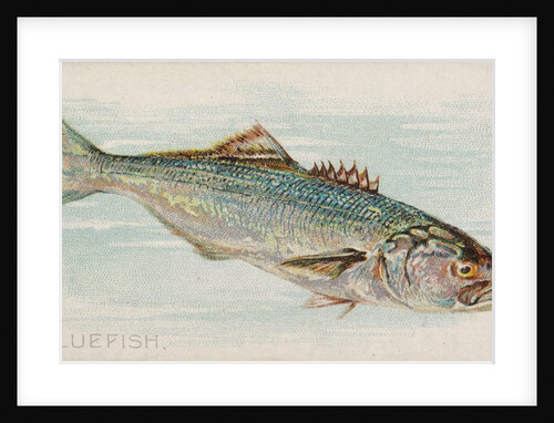Bluefish, from the Fish from American Waters series for Allen & Ginter Cigarettes Bra…, 1889 by Allen & Ginter
