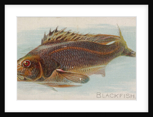 Blackfish, from the Fish from American Waters series for Allen & Ginter Cigarettes Br…, 1889 by Allen & Ginter