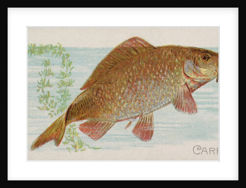 Carp, from the Fish from American Waters series for Allen & Ginter Cigarettes Brands, 1889 by Allen & Ginter