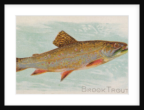 Brook Trout, from the Fish from American Waters series for Allen & Ginter Cigarettes …, 1889 by Allen & Ginter