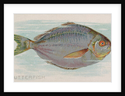 Butterfish, from the Fish from American Waters series for Allen & Ginter Cigarettes B…, 1889 by Allen & Ginter