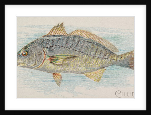 Chub, from the Fish from American Waters series for Allen & Ginter Cigarettes Brands, 1889 by Allen & Ginter