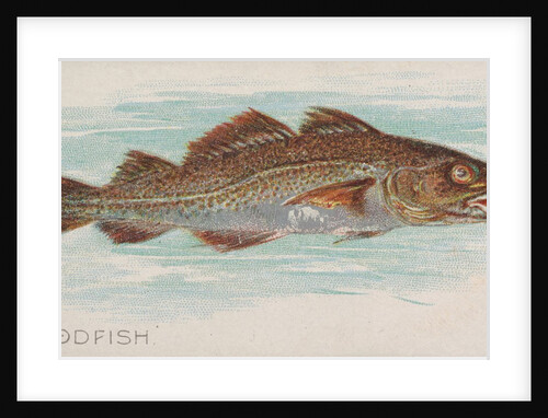 Codfish, from the Fish from American Waters series for Allen & Ginter Cigarettes Brands, 1889 by Allen & Ginter