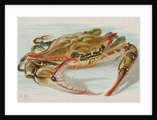 Crab, from the Fish from American Waters series for Allen & Ginter Cigarettes Brands, 1889 by Allen & Ginter