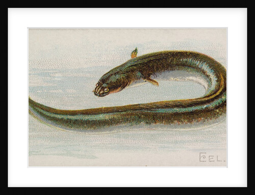 Eel, from the Fish from American Waters series for Allen & Ginter Cigarettes Brands, 1889 by Allen & Ginter