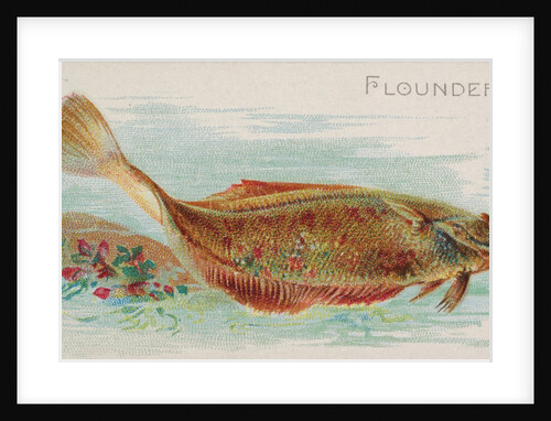 Flounder, from the Fish from American Waters series for Allen & Ginter Cigarettes Bra…, 1889 by Allen & Ginter