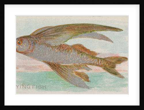 Flying Fish, from the Fish from American Waters series for Allen & Ginter Cigarettes …, 1889 by Allen & Ginter