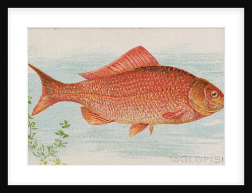 Goldfish, from the Fish from American Waters series for Allen & Ginter Cigarettes Bra…, 1889 by Allen & Ginter